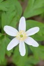 Wood Anemone nemorosa, close-up white starry flower Royalty Free Stock Photo